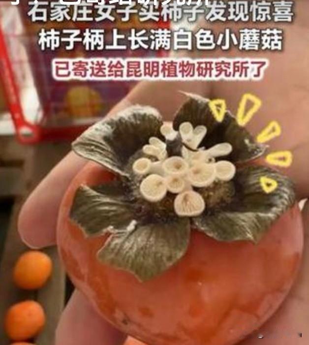 近日，石家庄一名女子在水果店选购柿子，察觉其中一枚手感异常，果柄处长满一簇白色小