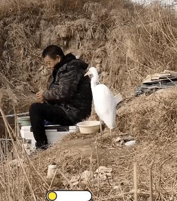 “鸟都知道要有分寸边界感！”陕西，一男子去河边钓鱼，突然看到一旁的钓友大哥身边站