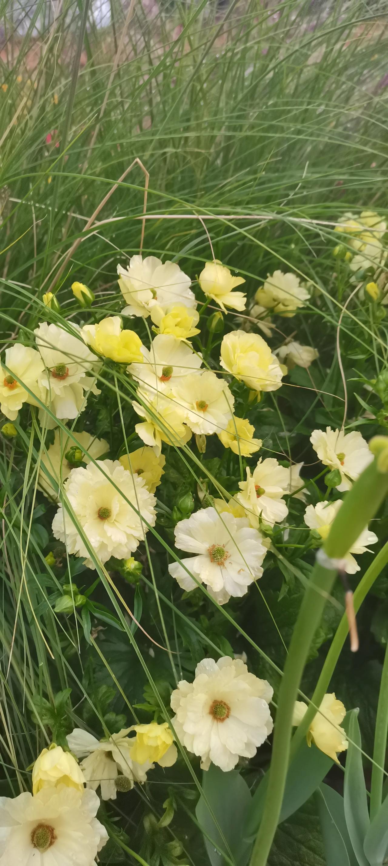 分享手机里的花花草草植物园，莫奈花园