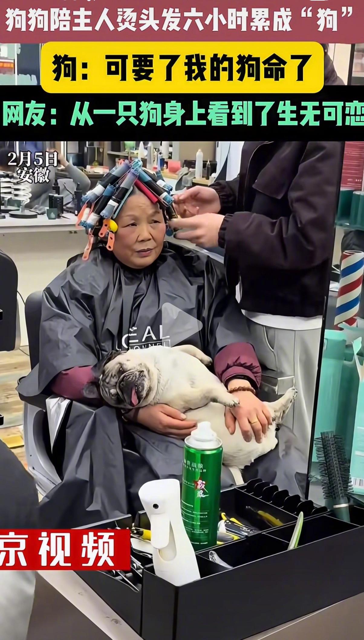 笑不活了！安徽大姨烫头6小时，狗狗直接等emo
 
安徽一位大姨为迎新年做发型，