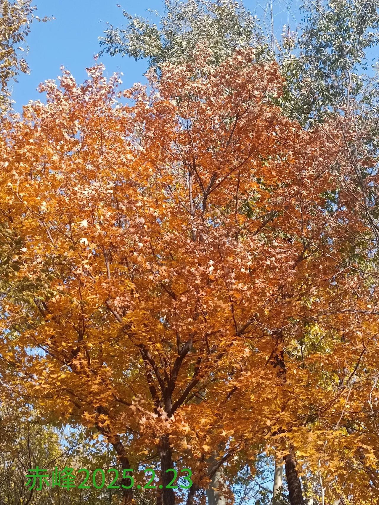可以分享一张秋景树叶的照片吗路边随拍，深秋的树叶。