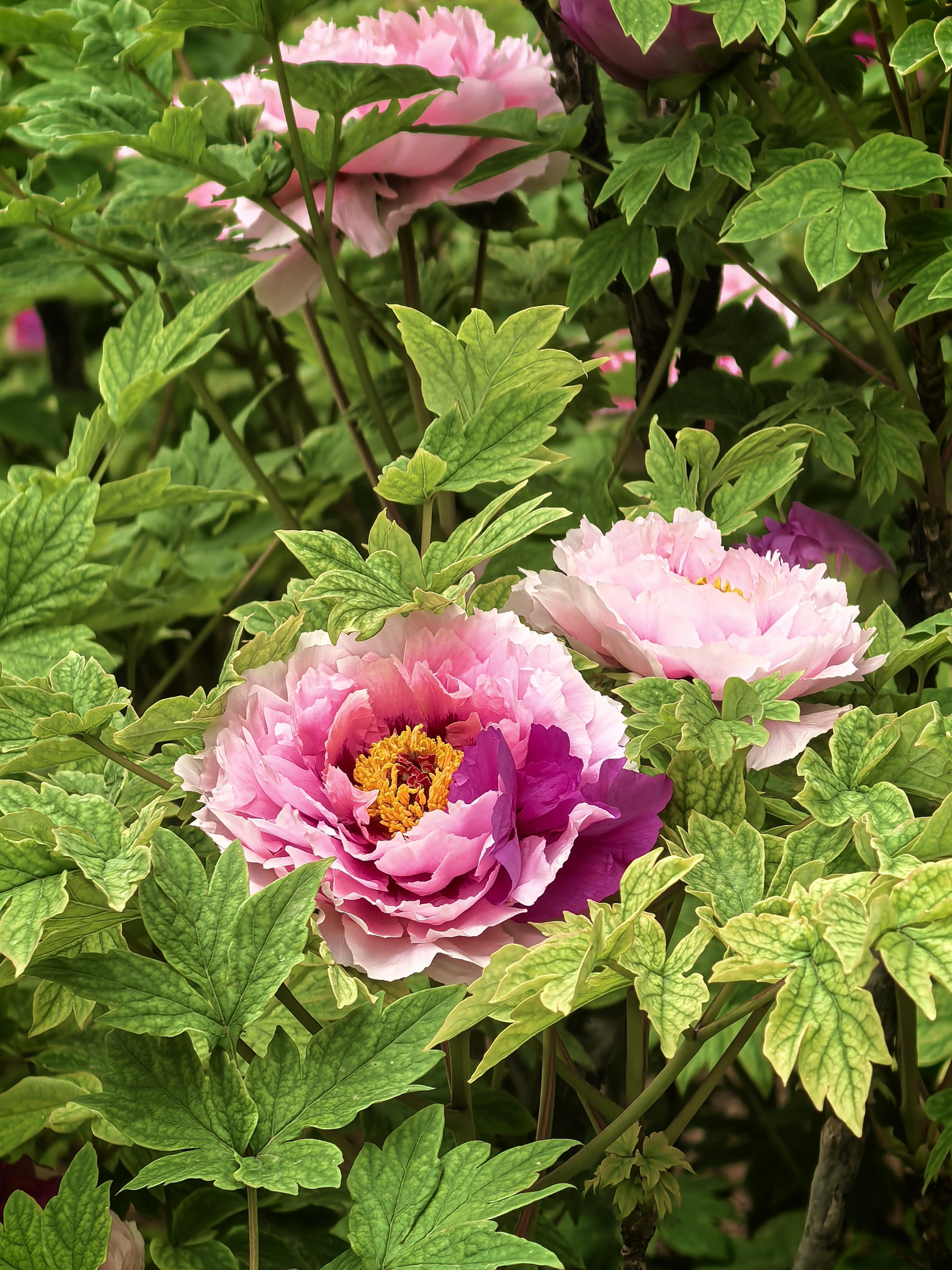 外籍友人组团来洛阳赏花外籍友人组团来洛阳赏花，被满城牡丹惊艳到挪不开眼！99朵巨