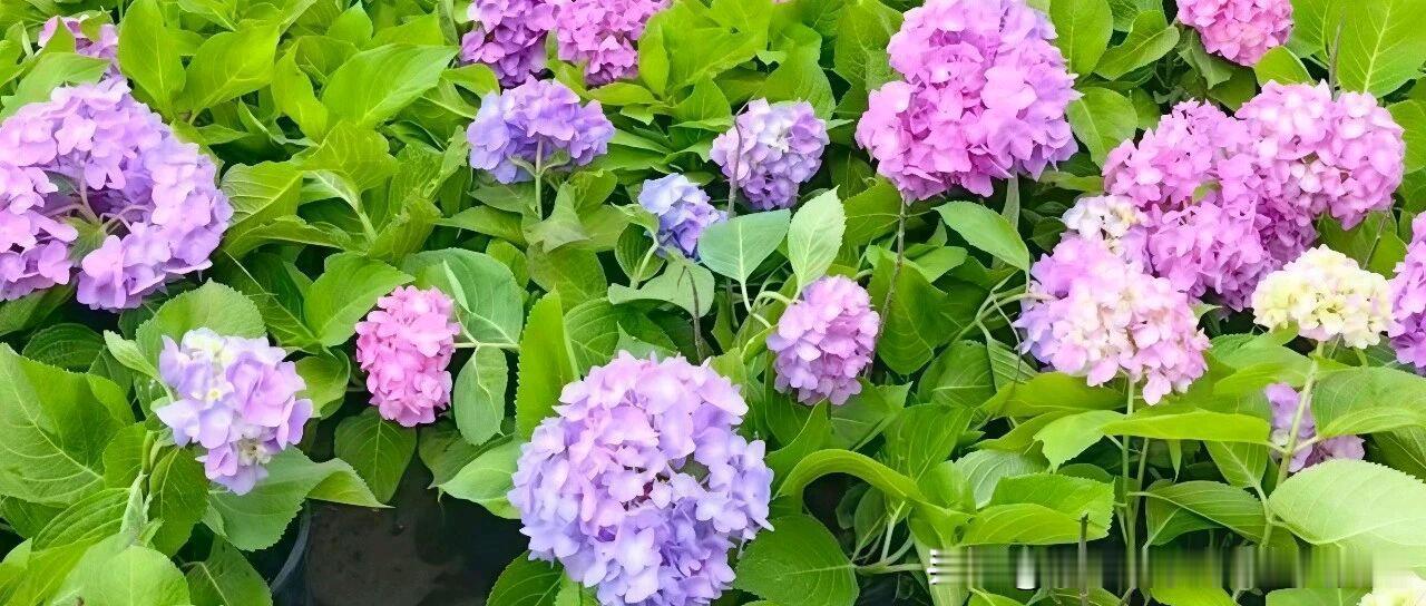 《中国常见植物野外识别手册.山东卷》拾页02