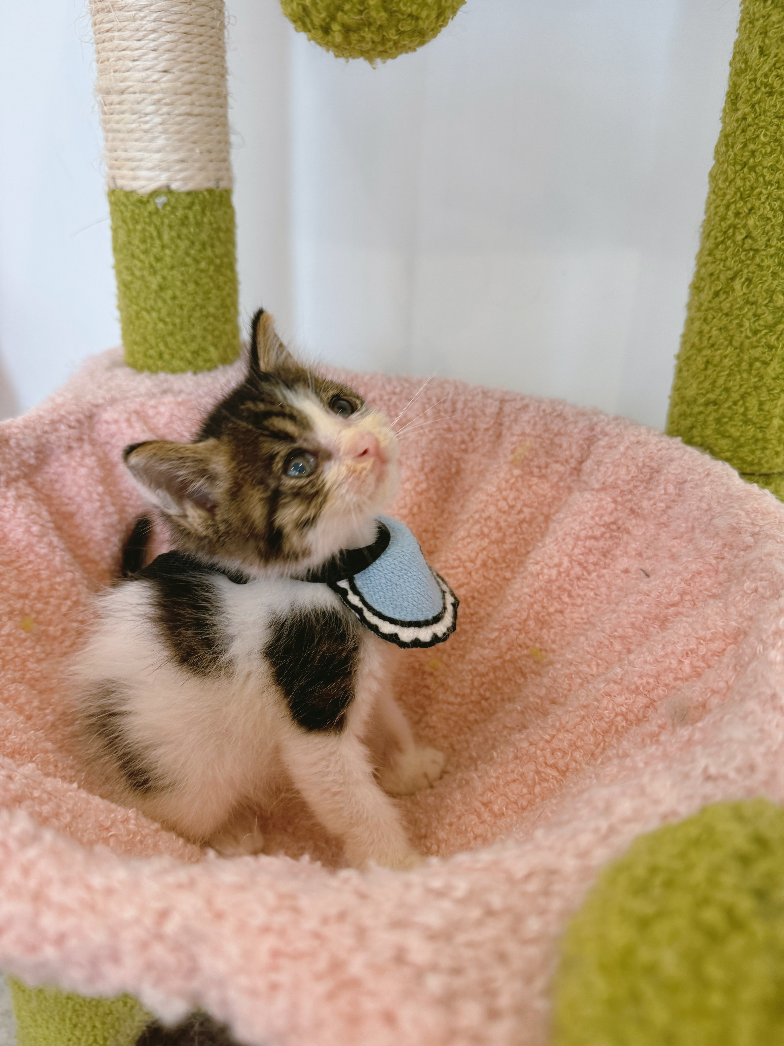 杭州领养 给小花找个领养吧~我们是可爱的小男猫，还在奶猫期，自己会吃罐罐，会用猫