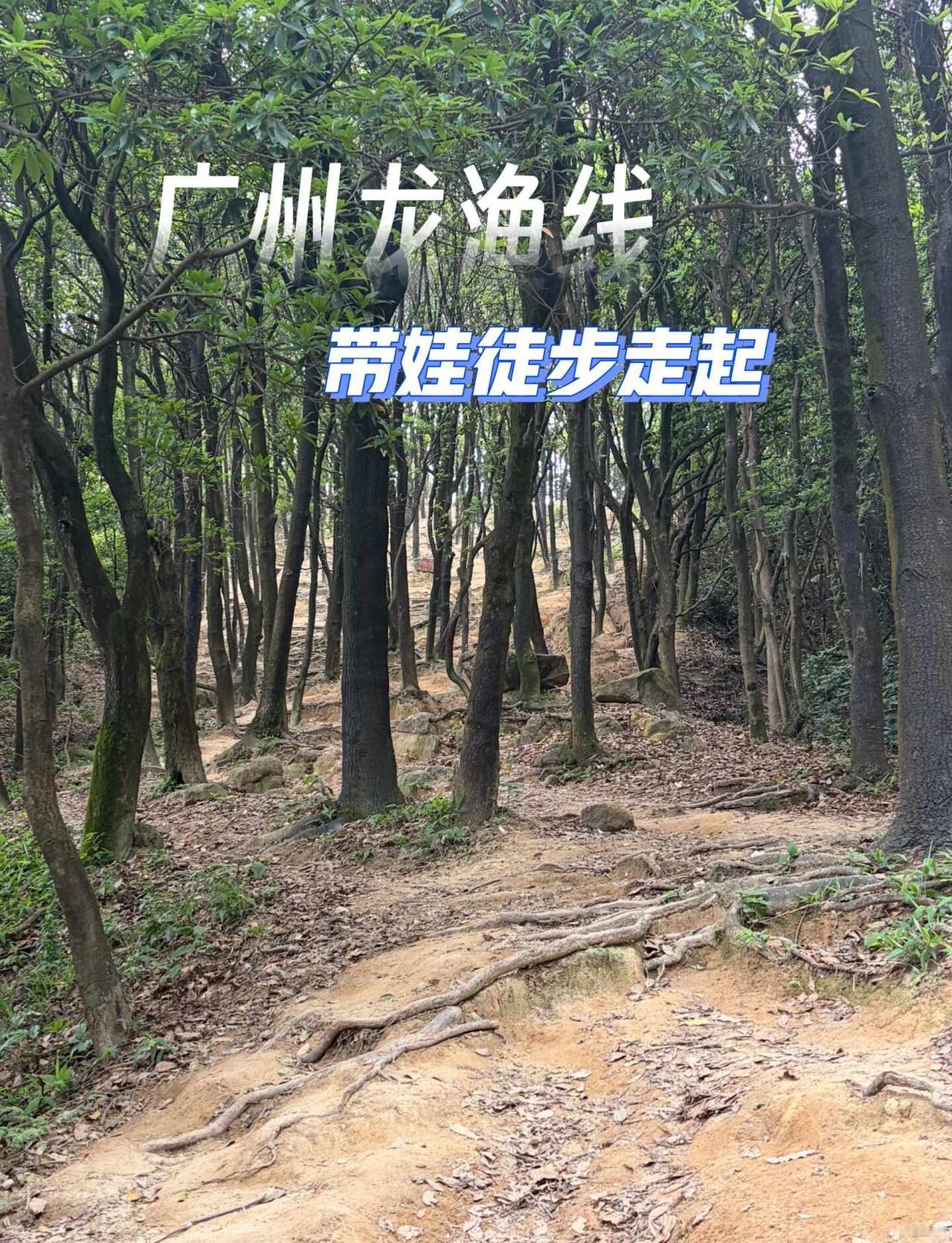 市区直达 这条徒步老路线竟然现在才发现
谁懂啊！广州居然有这么适合带娃走的徒步路