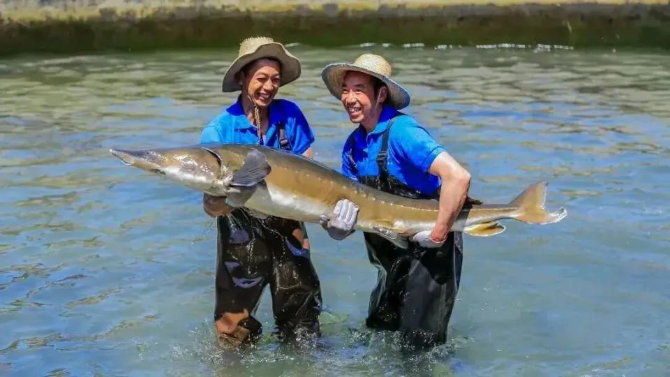是时候撕掉它们的进口光环了
 
长久以来，鹅肝、鱼子酱、橄榄油、黑松露被贴上欧美