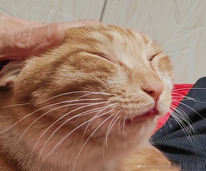 49459【丑猫】头皮略紧 