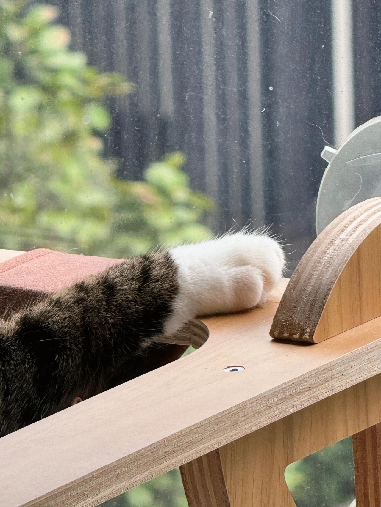 这是谁的爪爪呀？没人要我就捡回家啦！
#萌宠# #猫咪#