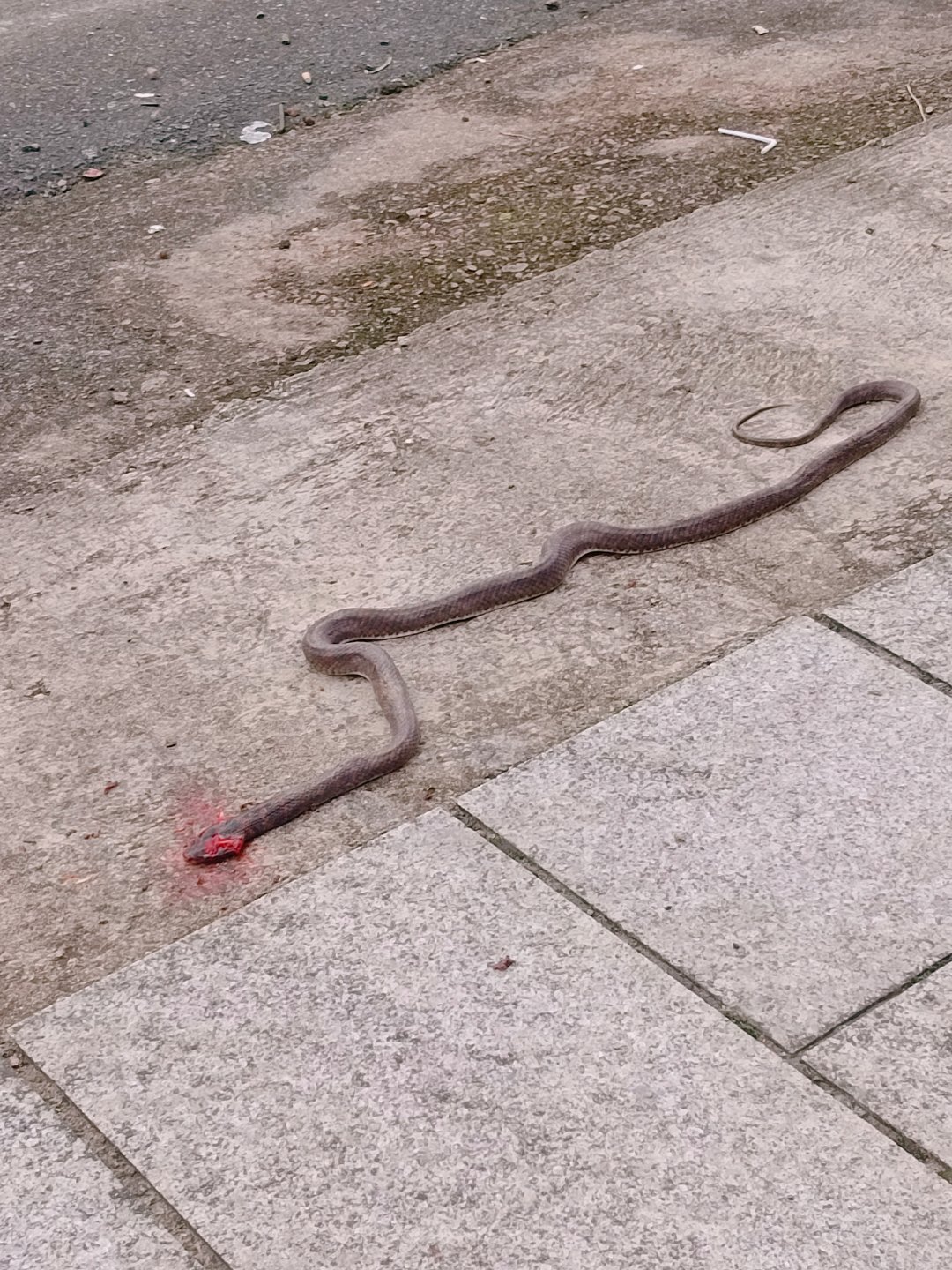 路上看到一条🐍我妈三两下就给它爆了头我躲的老远，下巴都快给我惊掉了女汉子年纪大