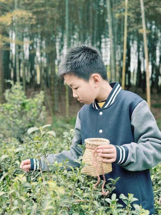 春日限定🍃采茶、挖笋、品茗，一站全安排