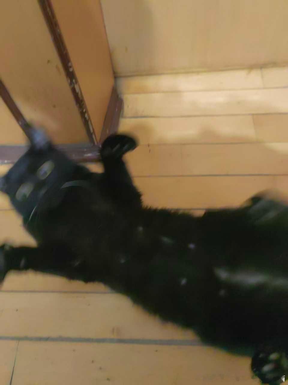 50212【丑猫】氛围感 
