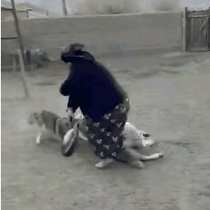 最近有个真事笑死我了！一只狼偷偷溜进院子想偷羊，结果被一位大妈发现了。
你猜怎么