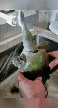 这是只傻乌龟，有人把它放到水龙头下让它咬住管口，水龙头一开，它就喝水了，这么多水