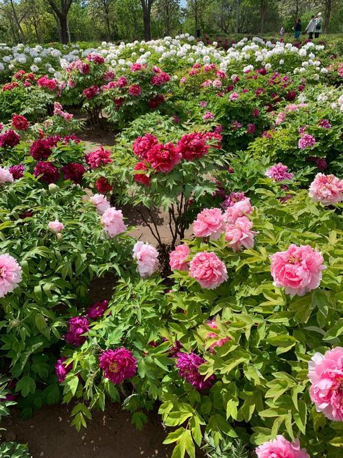 上联：昨日黄昏一阵雨，
下联：今朝清晨遍地锦。