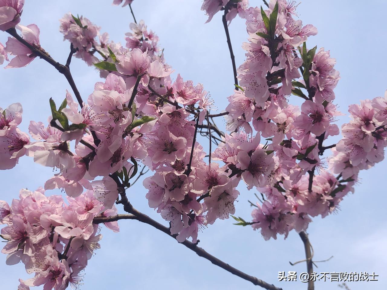 东风着意送晴光，吹面微温柳线长。
桃李争春开锦绣，莺花满眼醉芬芳。
闲来策杖寻幽