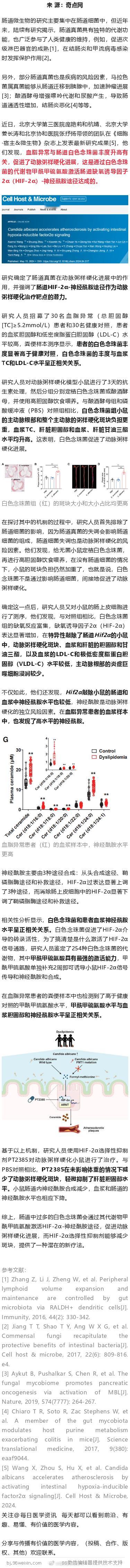 《细胞》子刊：肠道真菌也能「伤心」！中国科学家发现，肠道白色念珠菌能够促进动脉粥