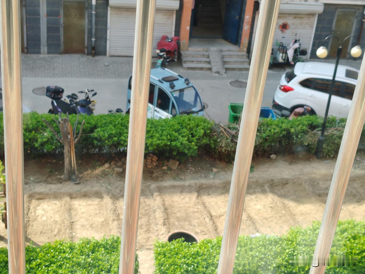 小区里的绿化带除了周围的冬青没被铲除，里面的观赏树都被悄悄的挖掉了。“勤劳”的老