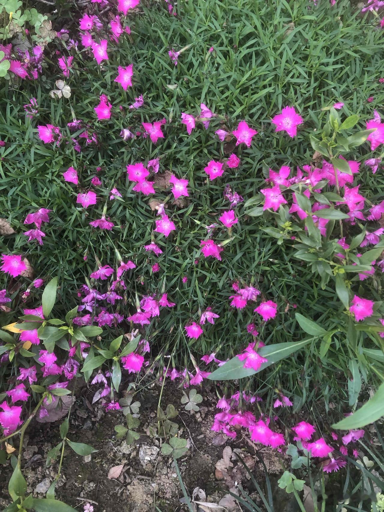 晒图笔记大赛春有约，花不误。路边无名的小花，不与繁花争艳，自有一份独属于自己的烂