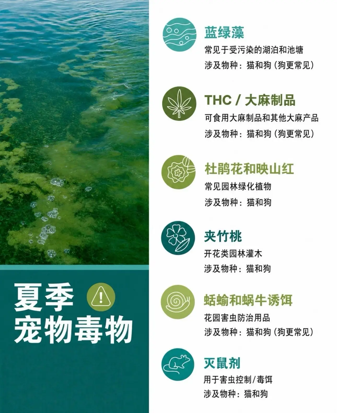 夏日欢乐暗藏宠物安全隐患☀️🐾。需重点警惕的夏季常见有毒物： 🌊 ...