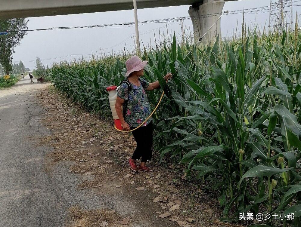 七月玉米最忌讳的5件事，做错一件，减产已成定局，别不当回事
 
每年七月上旬，夏