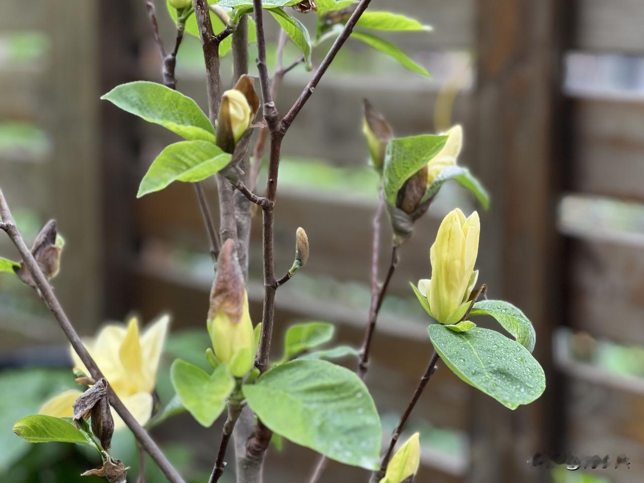 这种木本植物开的花形似百合，开花前有个“脱帽子”的习性。那层褐色的鳞苞若未完全褪