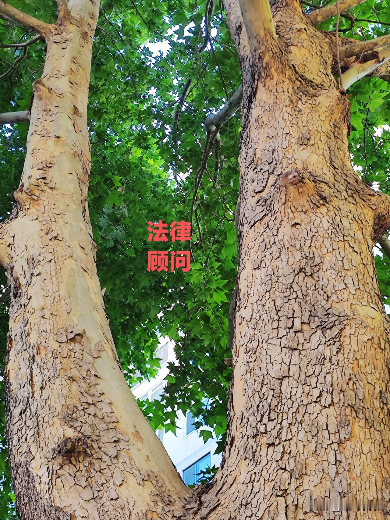 神舟二十二号载人飞船与中国空间站组合体成功分离，神舟二十一号航天员乘组踏上回家之
