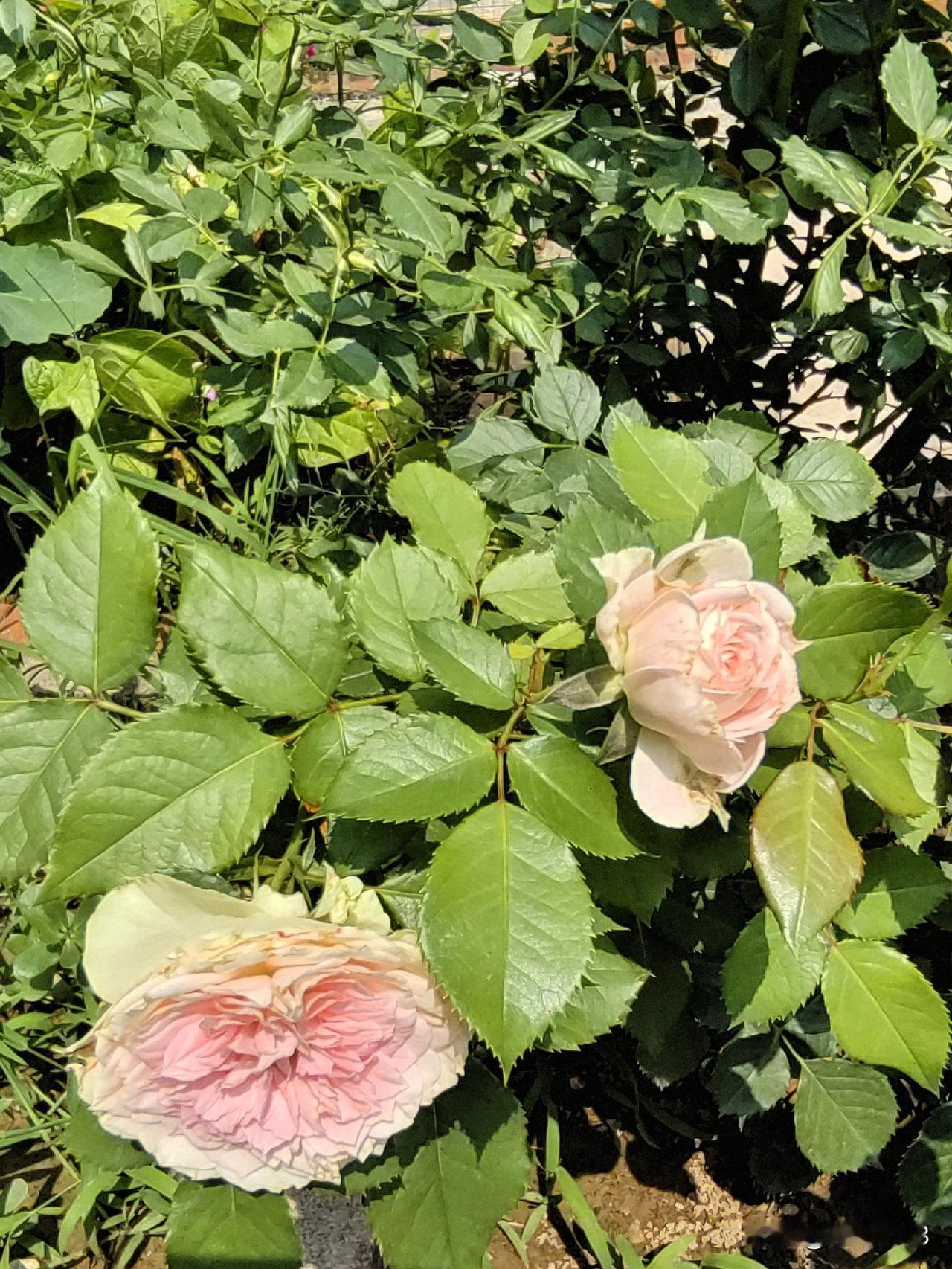 一起对对联喽！

🌼🌼🌼🌼🌼🌼🌼🌼
上联：花开花谢有谁知
🍂?