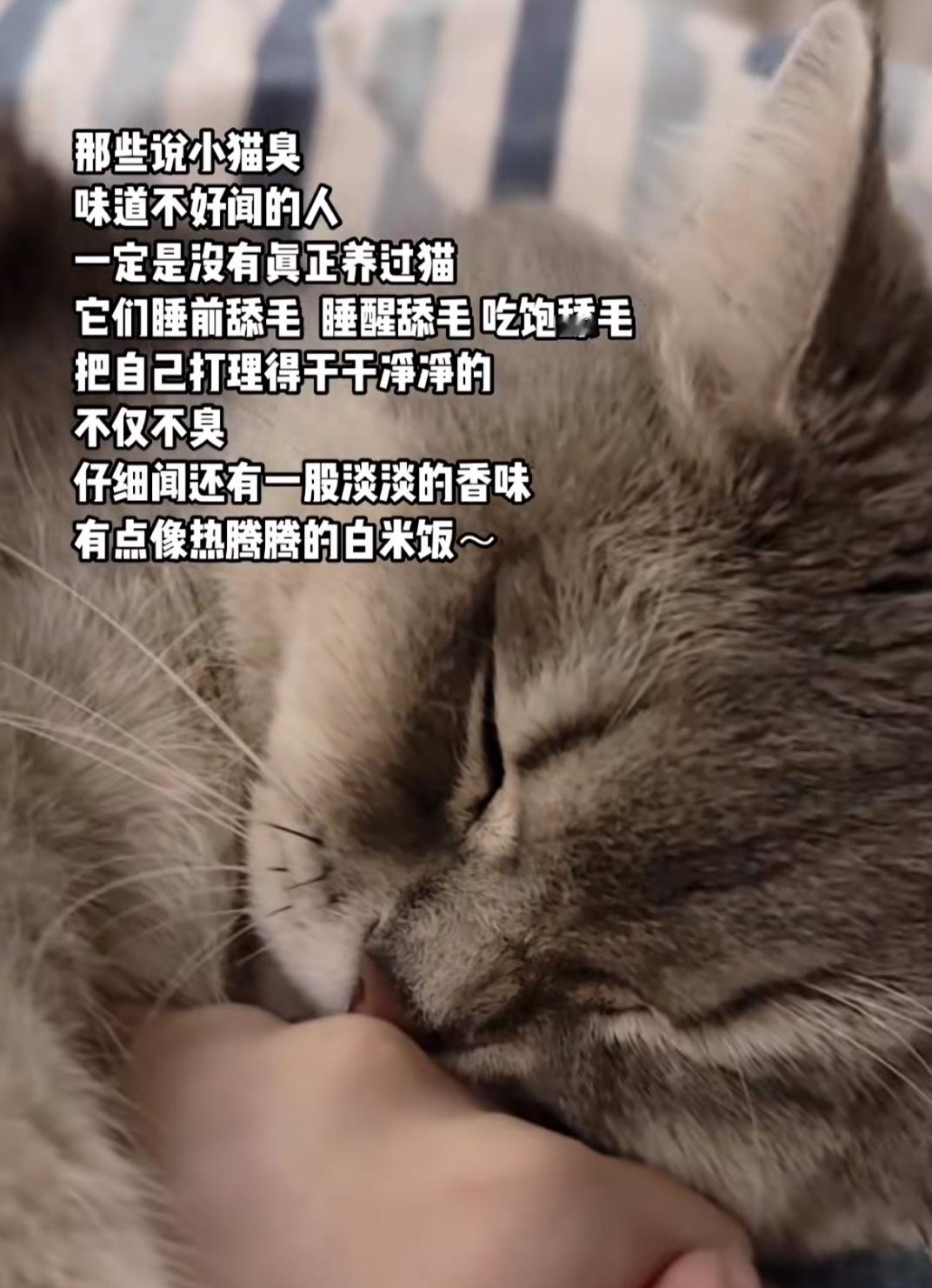 小猫味儿到底是什么味啊！！急得我在客厅里转三圈了[泪] ​​​