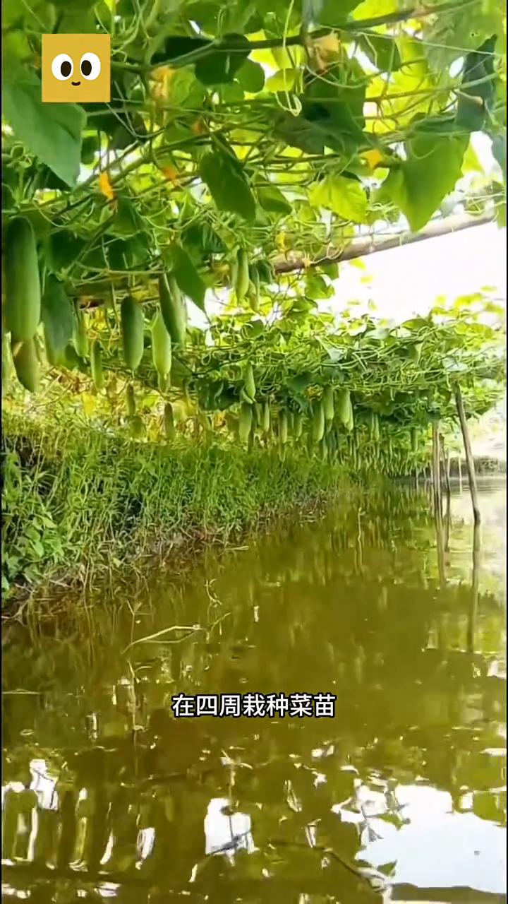 你可以看到这里下面积了很多水，上面挂满了蔬菜。这种景象在孟加拉国十分常见，当地农