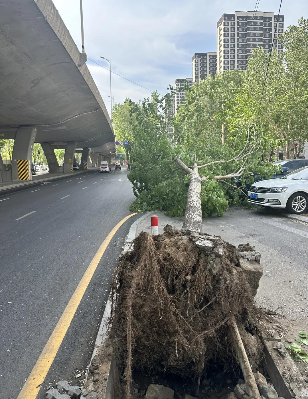见识一下沈阳的大风💨
我的车：为什么就砸我[完啦R][完啦R][完啦R]沈阳大
