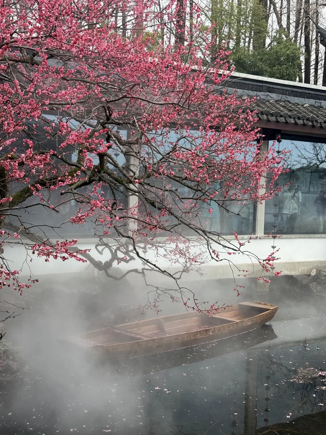 2.27实况！杭州西湖封神级的梅花！！