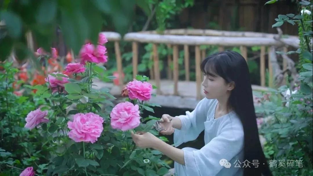 人面桃花。崔护清明郊游，见一女子倚桃树而立。第二年再去，门已上锁，他在门上题诗：