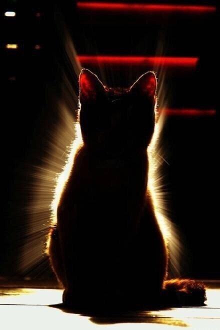 秒赞发光猫，明天你会收到你想收到的消息