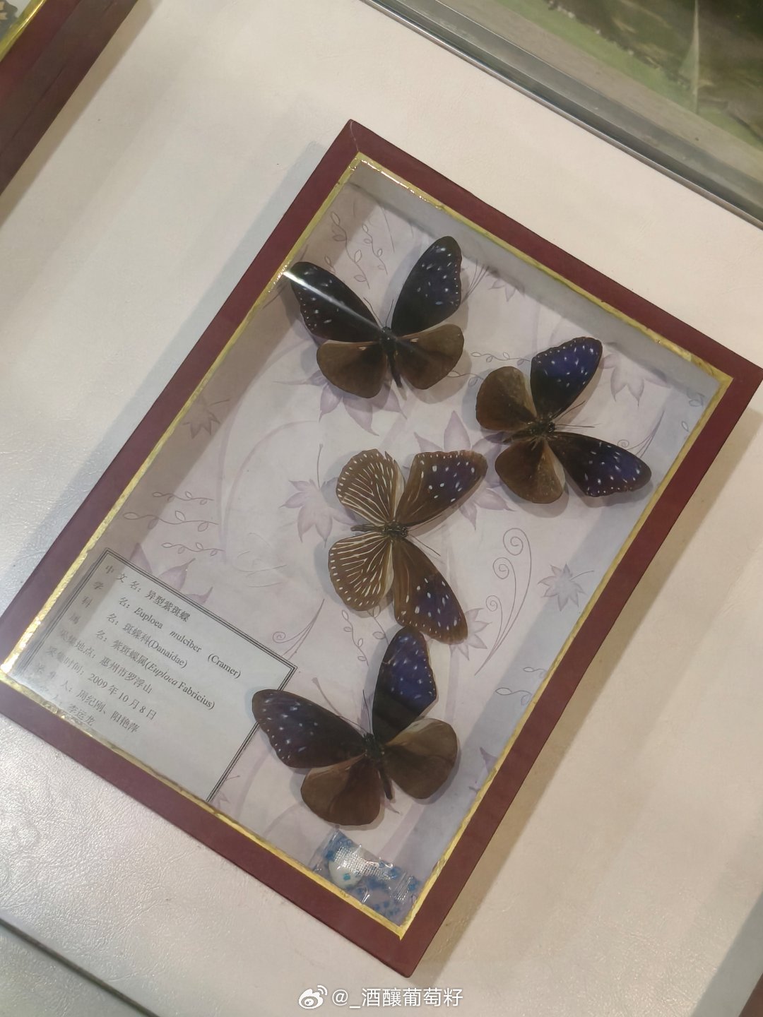 我发现这个炸炸鱼好喜欢蝴蝶🦋这个元素 