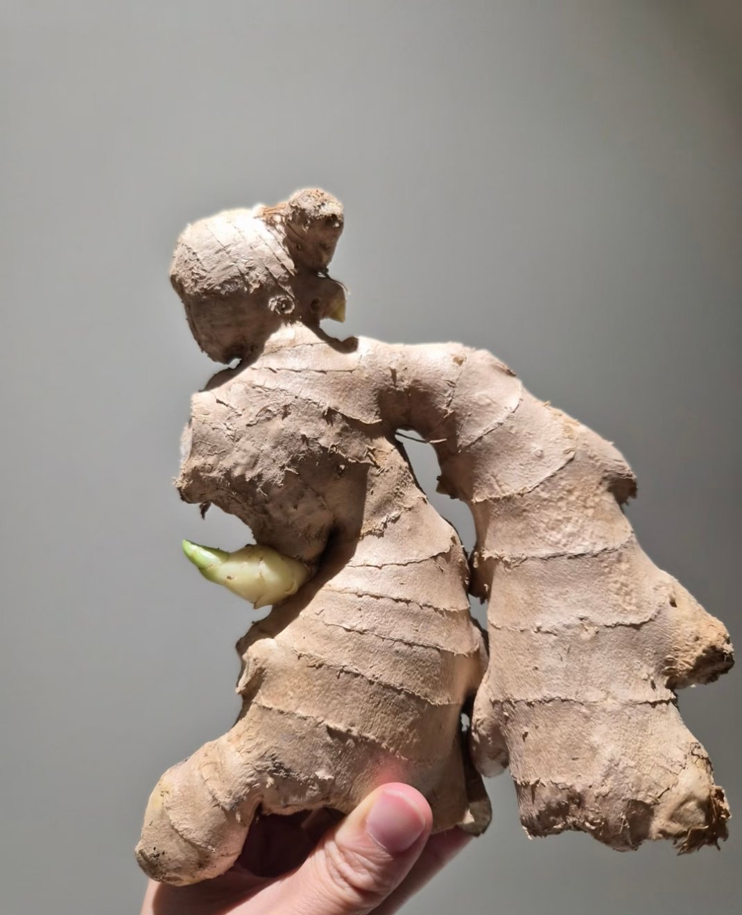 有没有人觉得，这块生姜很像一个汉代长袖舞俑？细腰、长裙、广袖，绝了 