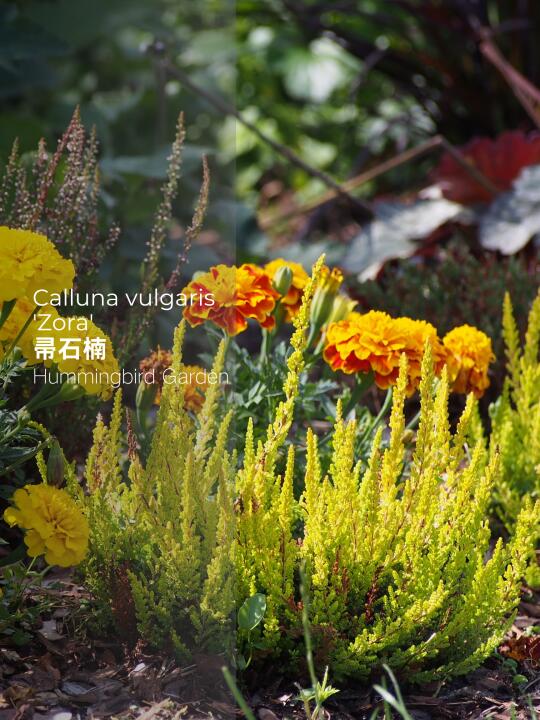 四季常绿耐寒彩叶低矮灌木-帚石楠