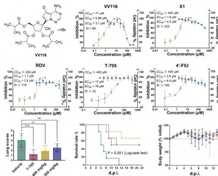 印度出现尼帕病毒疫情，武汉病毒研究所发现有效药物，尼帕病毒威胁再升级，口服药VV