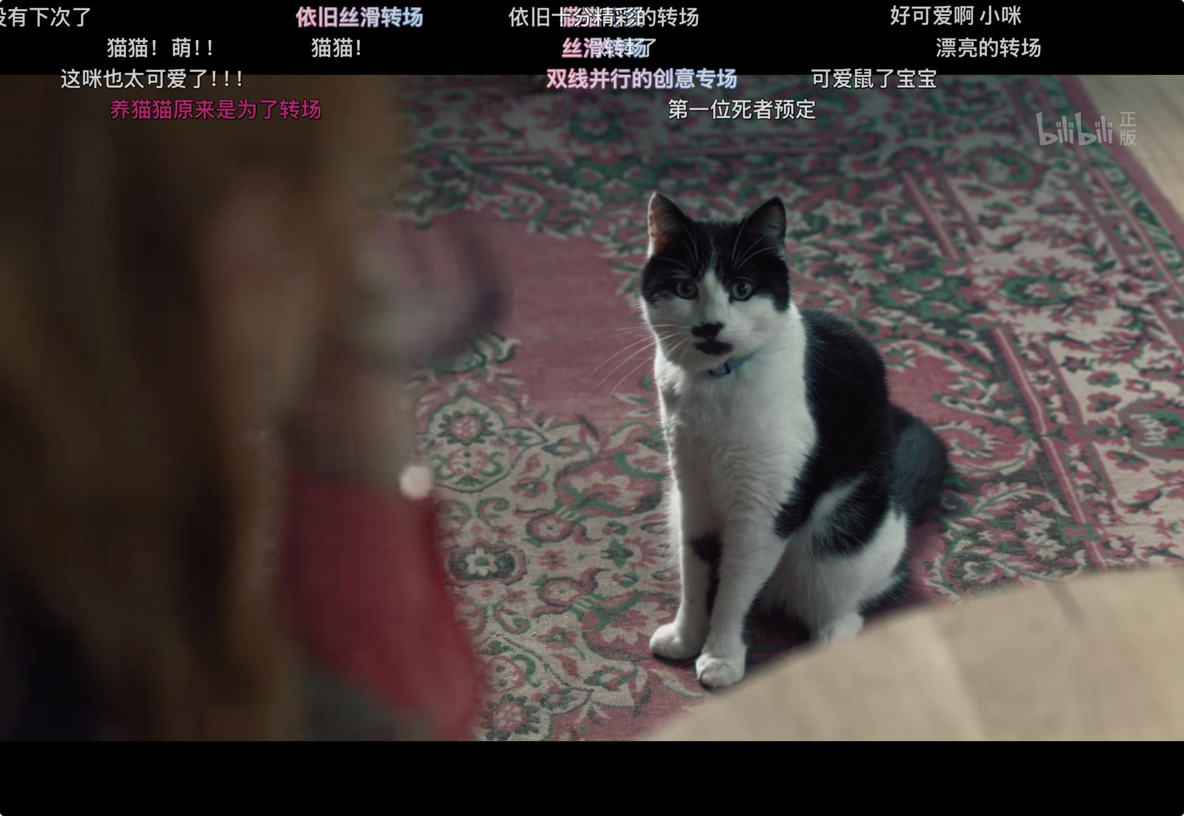 笑死了，后面弹幕说这猫故人之姿 ​​​