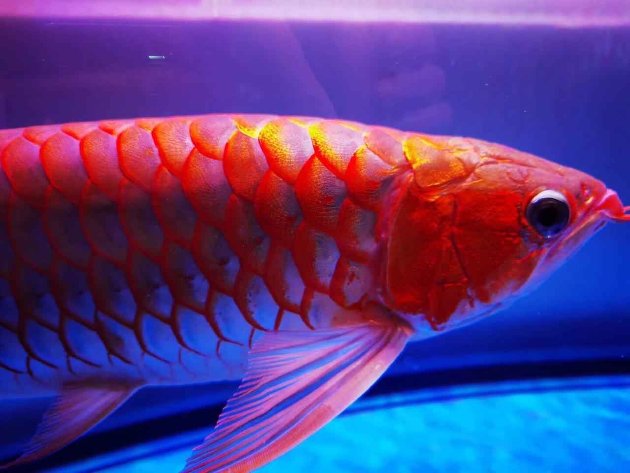 拍一张你的鱼儿照片我家的宠物——银龙！大概养了10来年了，从1尺多长长成一尺半长