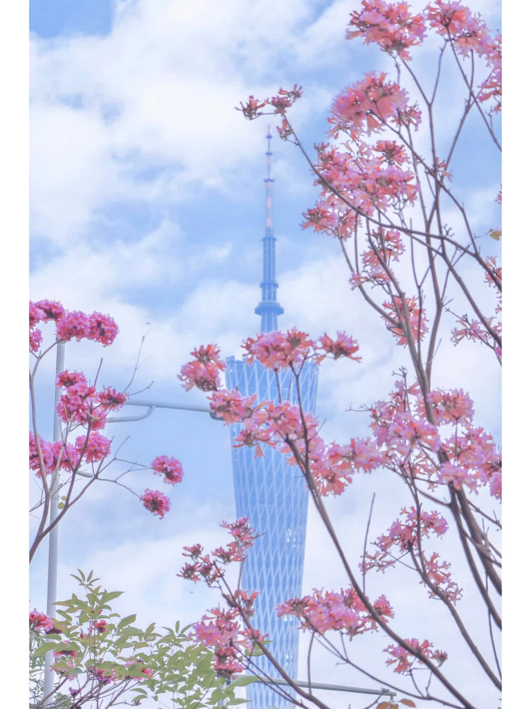 🌸广州珠江新城紫花风铃木盛开啦🌸粉色浪漫