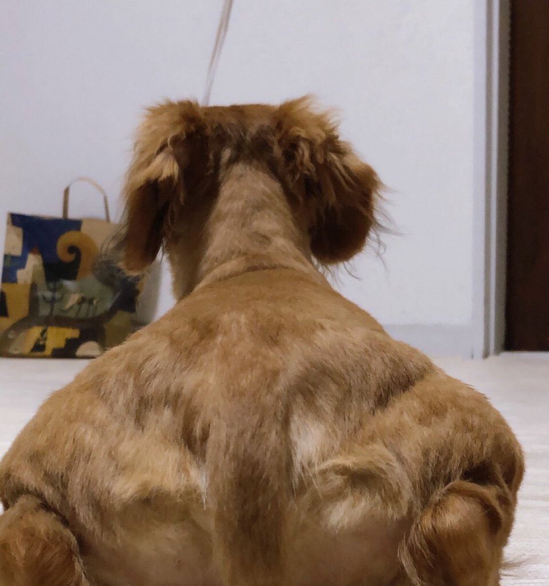 宽肩狗狗🐕 