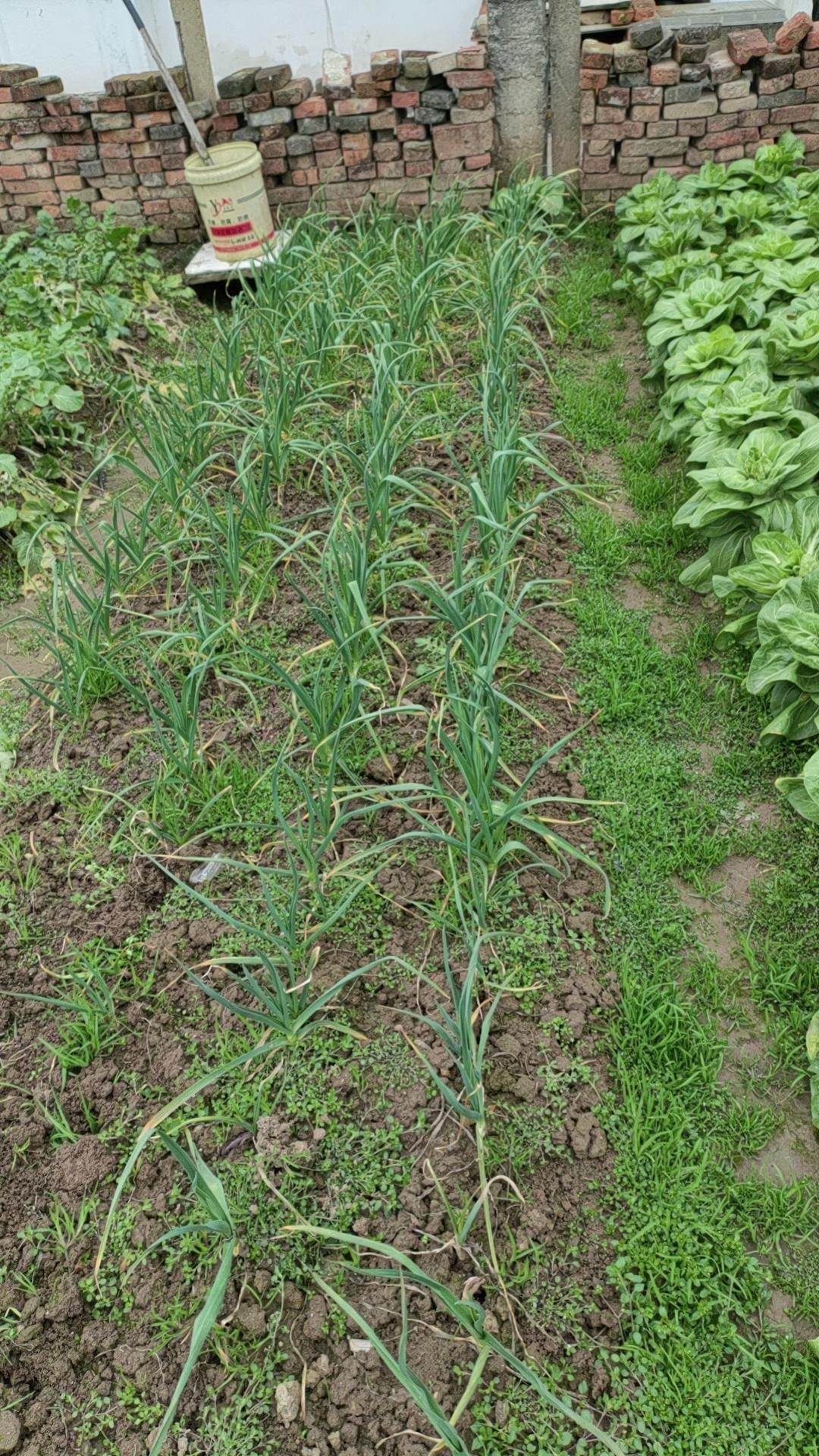 回老家了，园里青菜绿油油，无公害，放心菜，想吃就到园里砍一刀，既方便又健康。为什