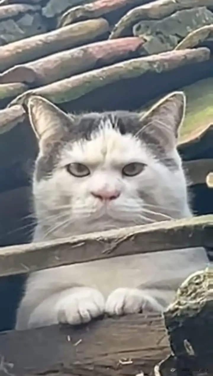 😾，早晨好呀～