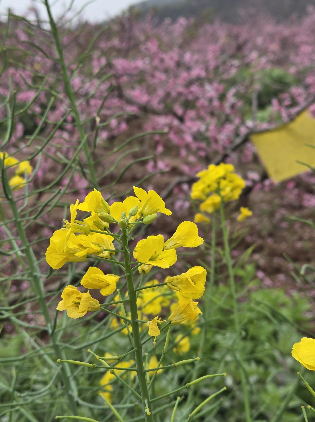 油菜花还没谢，桃花已经开得茂盛。

春天就是一个花花世界，乱花渐欲迷人眼，不仅迷