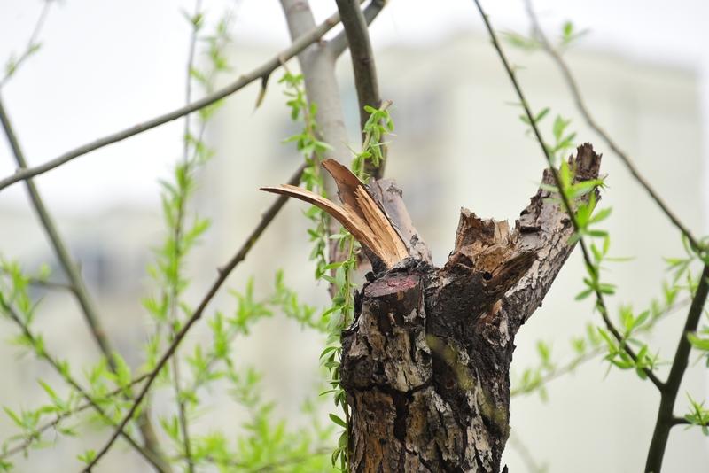 春寒尚未彻底褪去，新燕却已携着生机，为微凉的街巷添上灵动的身影。檐下的柳枝在风里