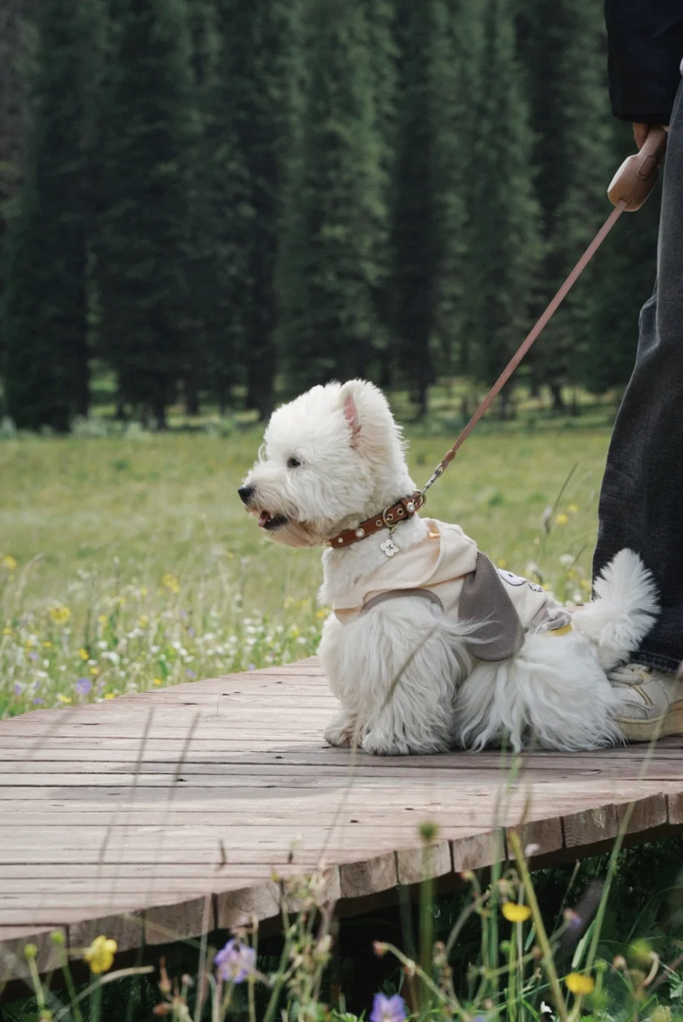 小狗勇闯新疆第二站：在夏塔看雪山啦🏔