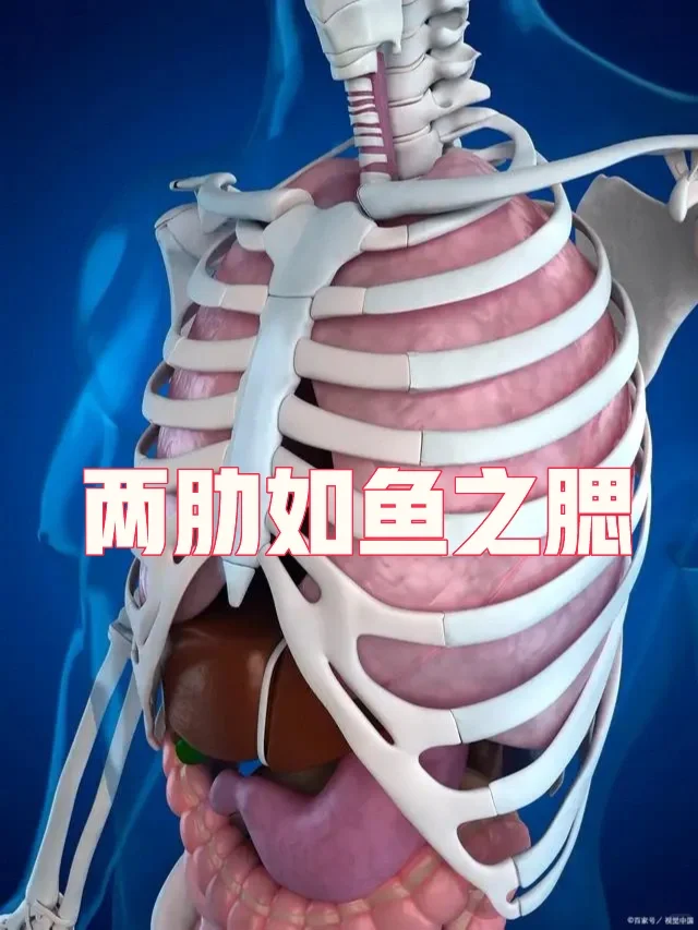 两肋如鱼之腮