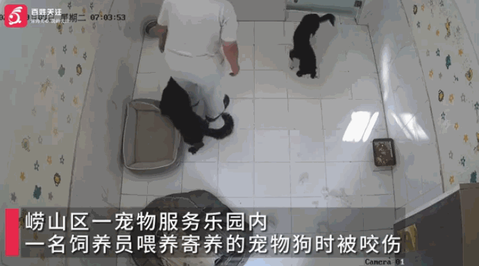 “悲剧还是发生了！”9月9日，山东青岛，一宠物店店员投喂寄养的宠物狗时，一只大狗