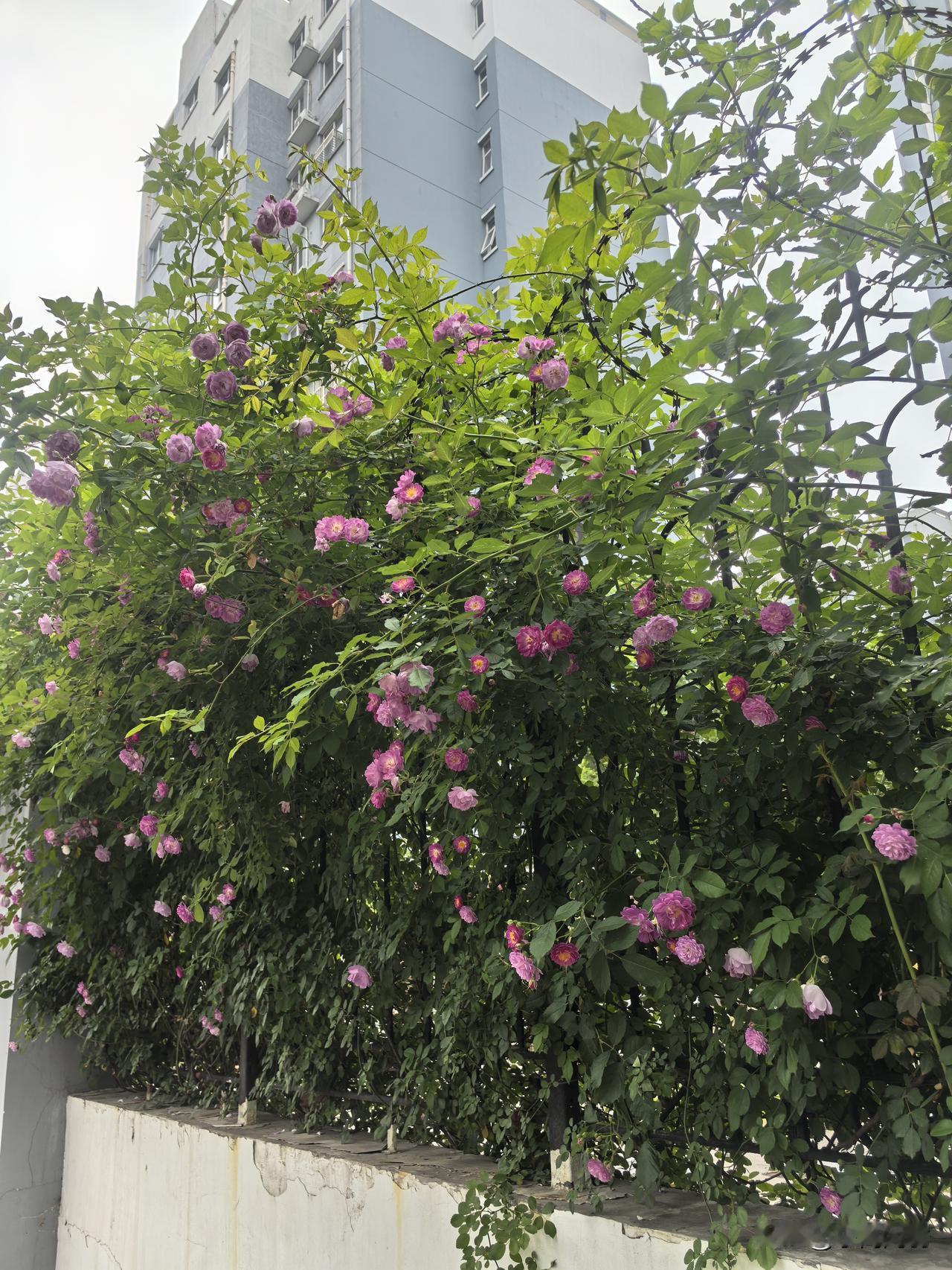 咏月季花墙
  符进朝
一墙锦绣逐风开，
艳影连绵覆碧苔。
四季芳丛常绽艳，
幽