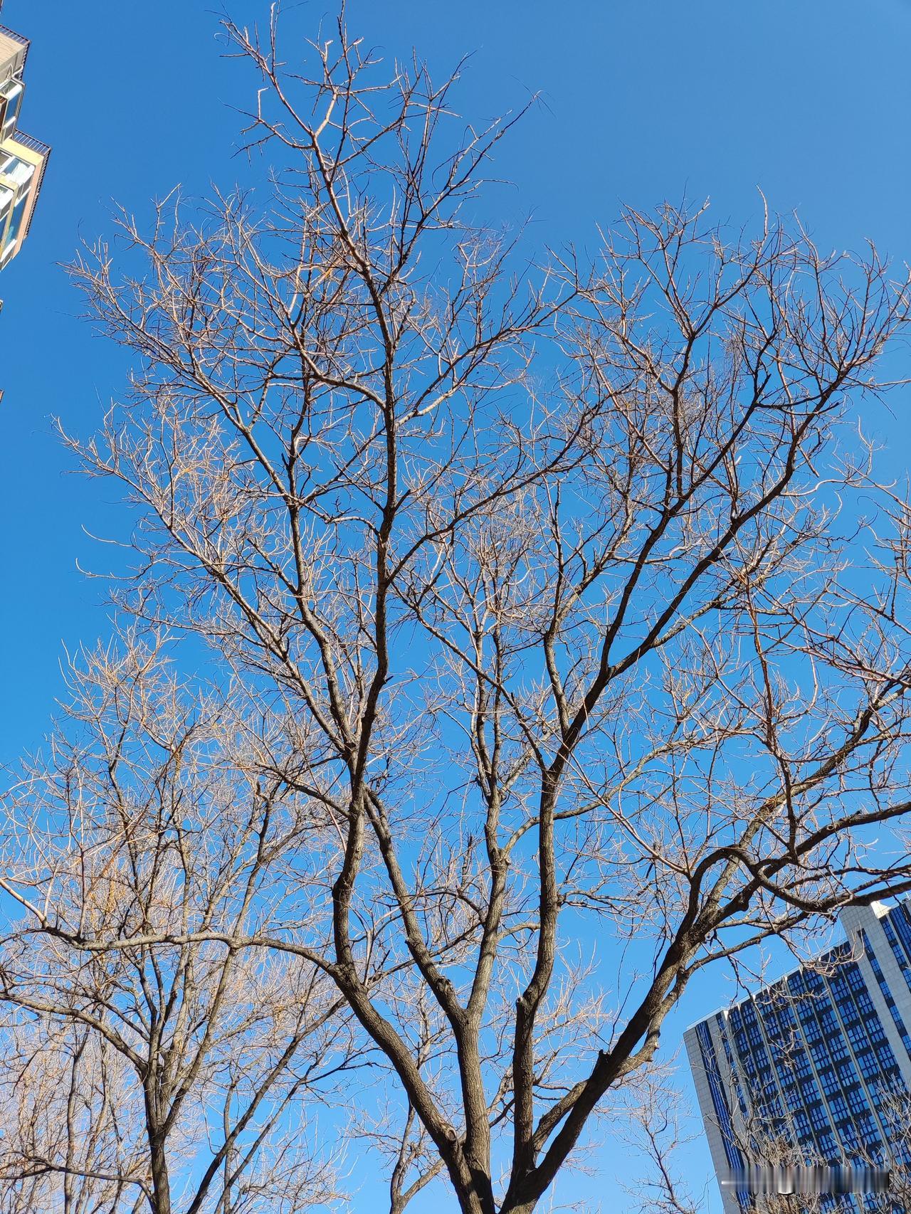 拍摄北京风光北京昨日有风，天空万里无云，湛蓝深邃，冬树在蓝天下，也仿佛多了不少不